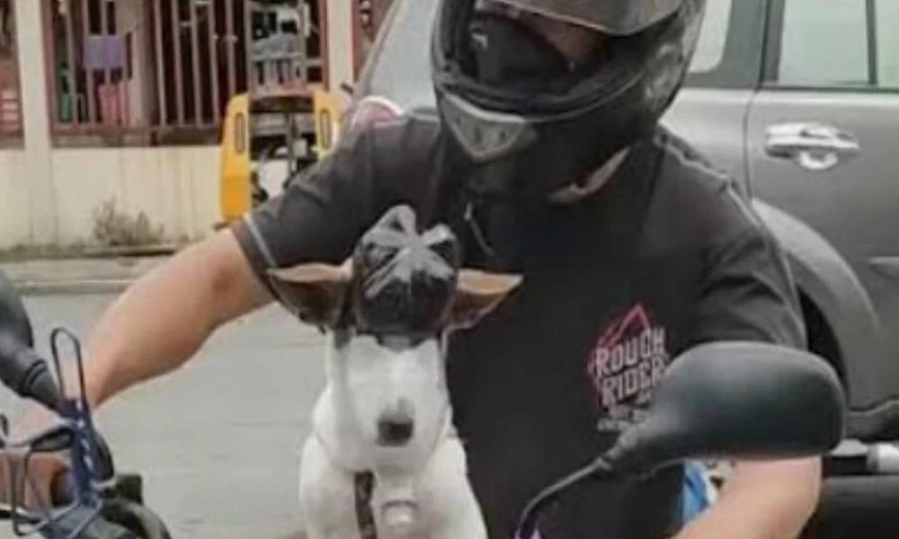 Σκυλάκος φοράει μάσκα από πλαστικά μπουκάλια για προστασία από τον κορονοϊό